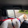 Solid Color 2 In 1 Pet Car Seat Belt Nylon Lead Leash Backseat Safety Belt Adjustable For Dog & Cat